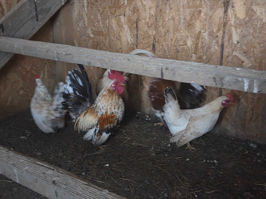 Vand gaini pitice si porumbei.