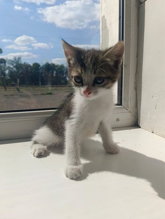 Отдам котят в хорошие руки