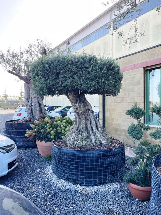 Măslin secular bonsai