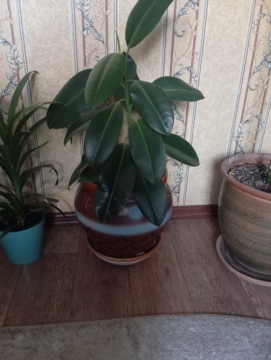 Фикус 1 метр.дешево