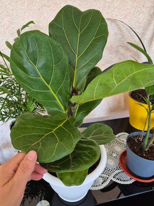 Комнатные цветы разные