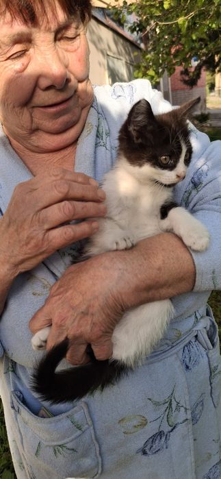 Котенок в хорошую семью