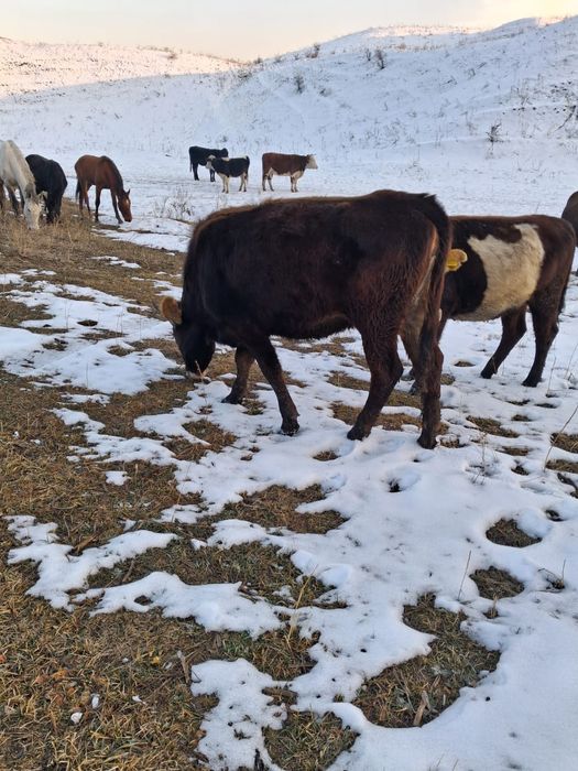 Коровы ( сиыр) продам