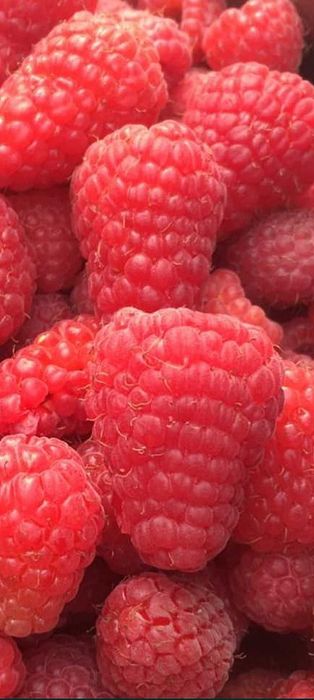 Рассада клубники, малины