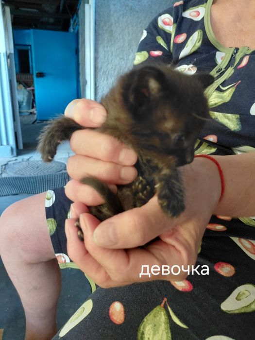 Отдам котят в самые добрые руки