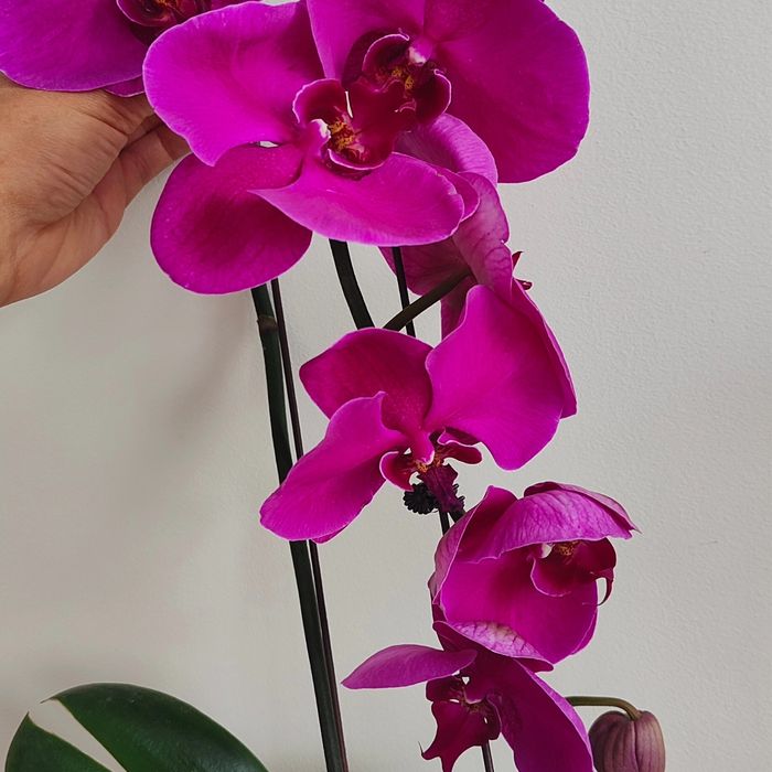 Комнатные цветы отличный подарок