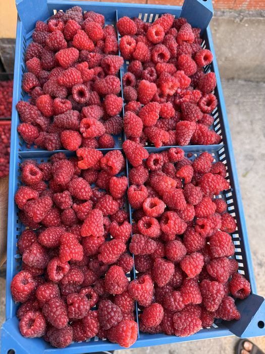 Домашно отгледан разсад ягоди – гарантиран вкус и аромат“