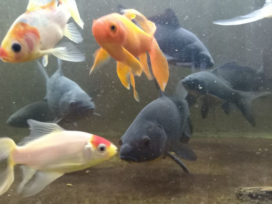 Золотые рыбы кометы черные