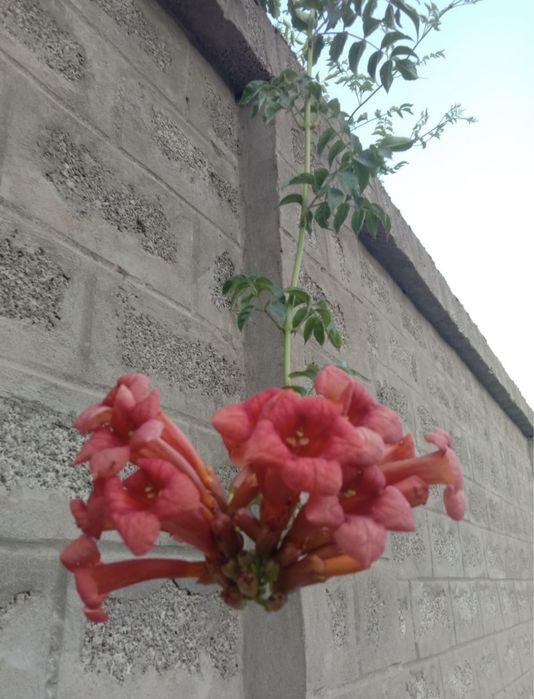 Девичий виноград,текома,кампсис,гортензия,вейгела,вечнозел.плющ,лиана