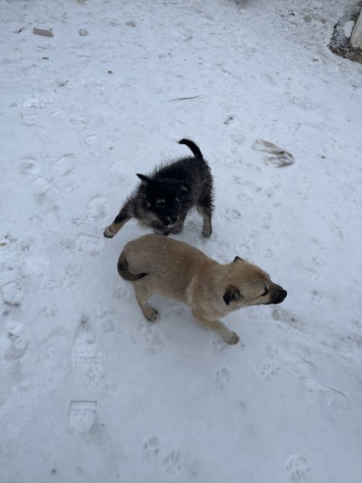 Отдам собак в хорошую руки