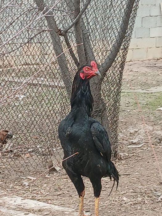 Дакан сатылады таза