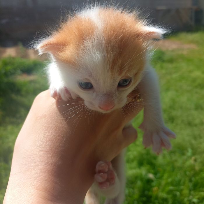 Котёнок девочки родились 20 марта