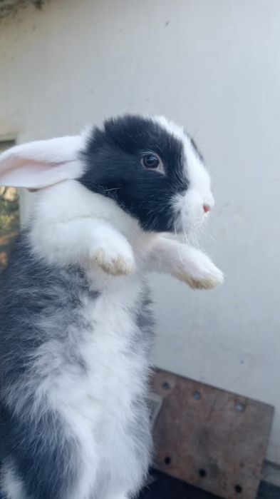 Продам кроликов 2 месяца.