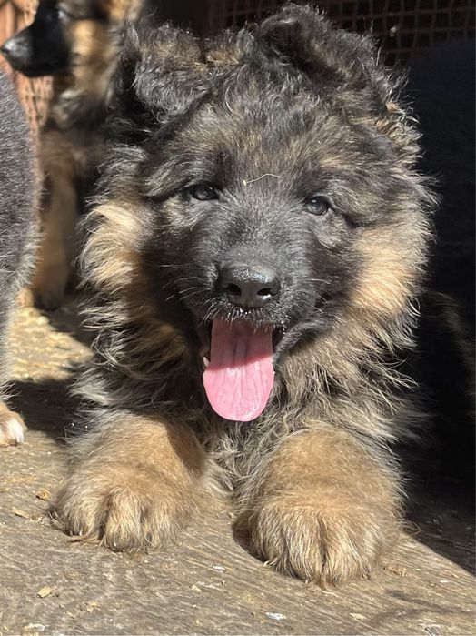 Щенки немецкой овчарки