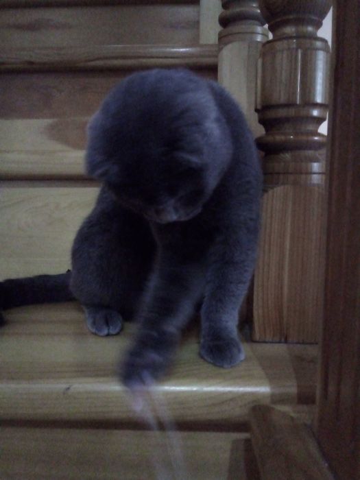 Britan mushuk sotiladi.(nasli toza)