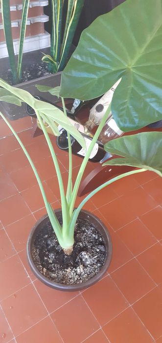 pante verzi colocasia (urechea elefantului)