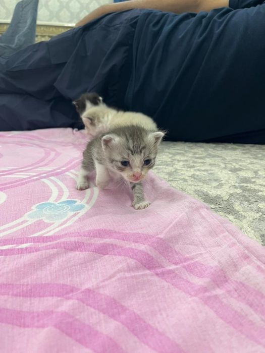 Отдам котят по 2500тг!