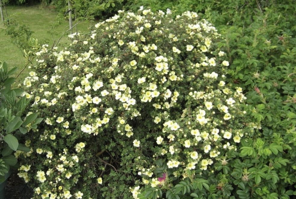 Лапчатка многолетний