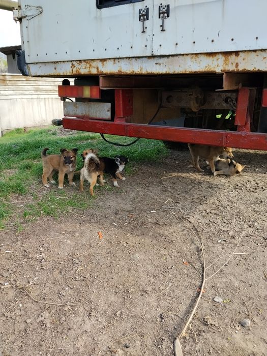 Бесплатно отдам щенят