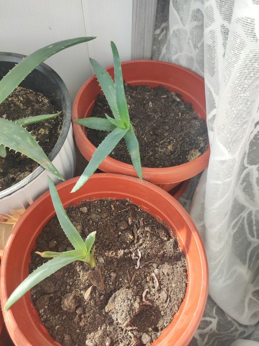 Алоэ Вера молодые