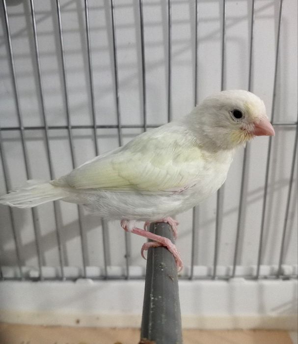 Kanareka oq maladoy sotiladi