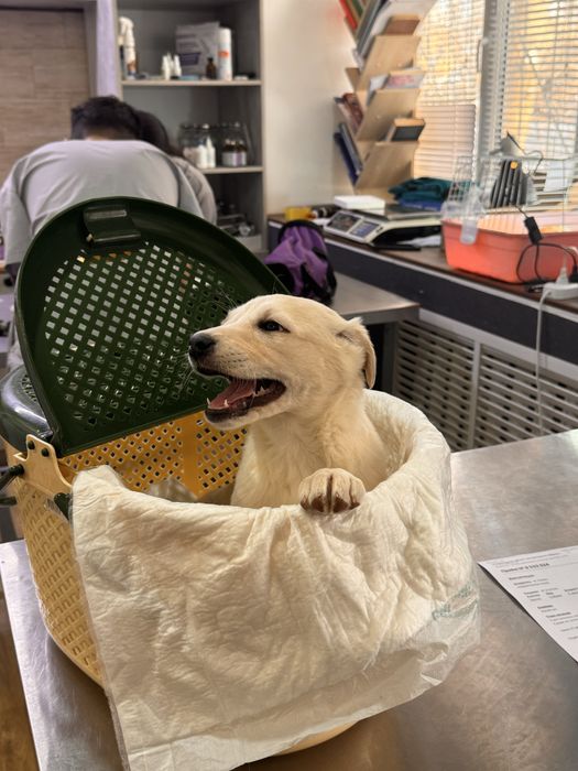 Щенок девочка ищет дом