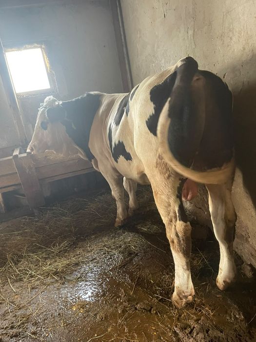 Vând taur de 600kg