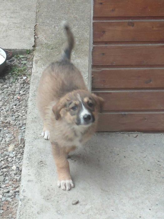 Donez catelusi, baietei si fetite de 2 luni, talie medie