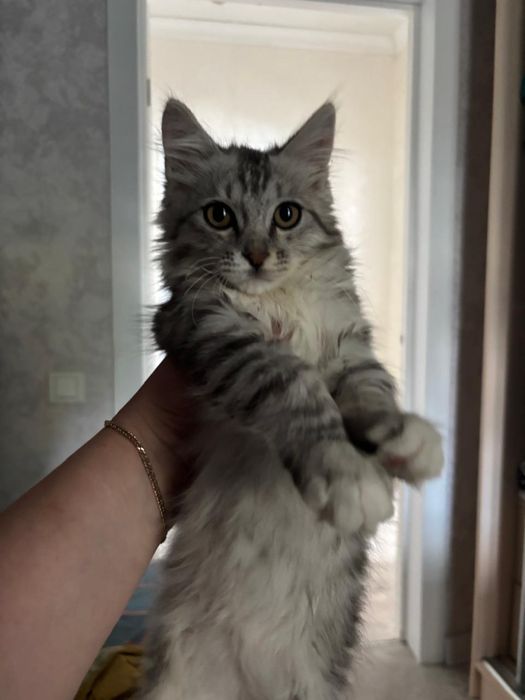 отдам котенка в добрые руки