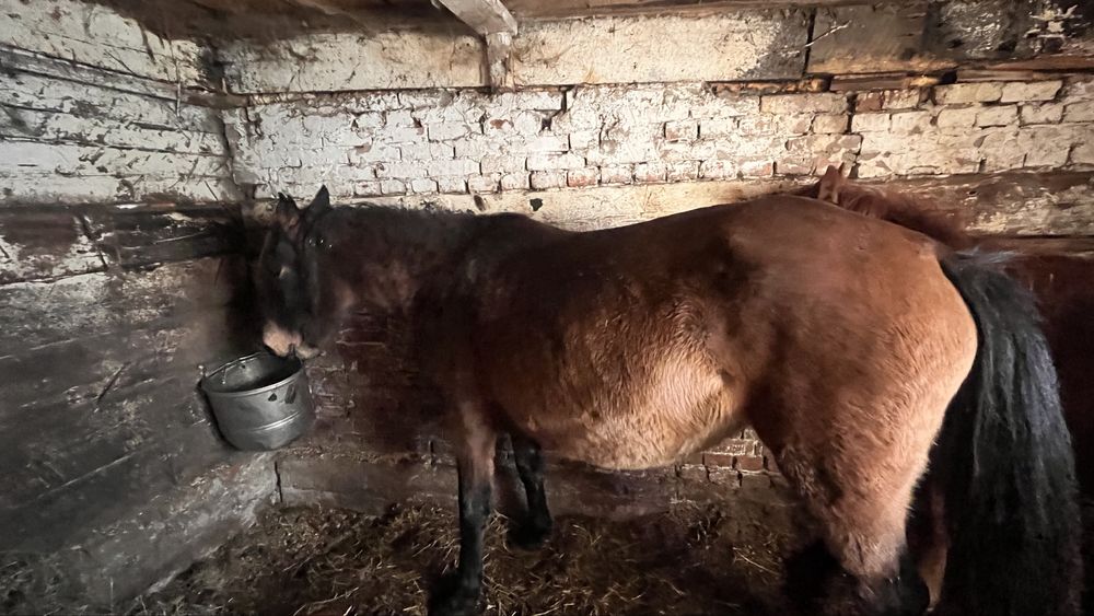 Молодая кобыла !!!