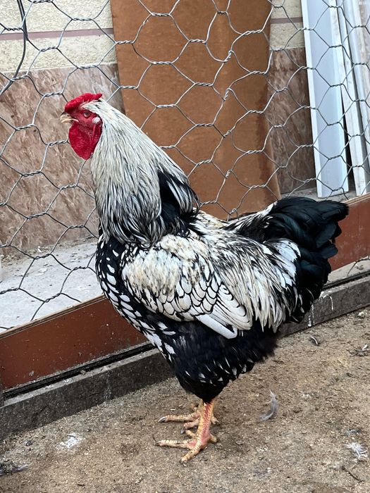 Виандот серебро