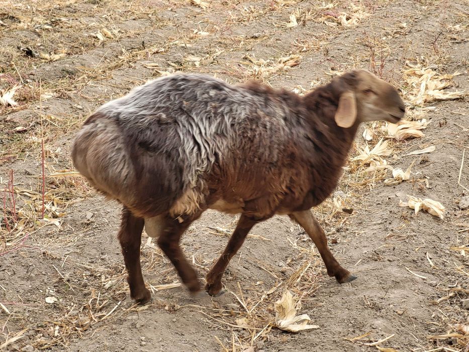 Қошқар Арашан  пародасы   2,3 ай