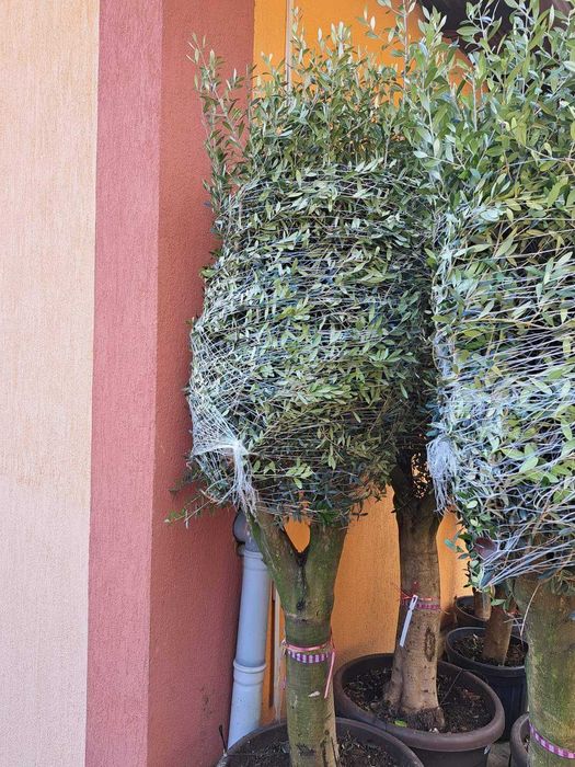 Tuia, Brazi, Magnolie, Mesteacăn, Tei, Platan