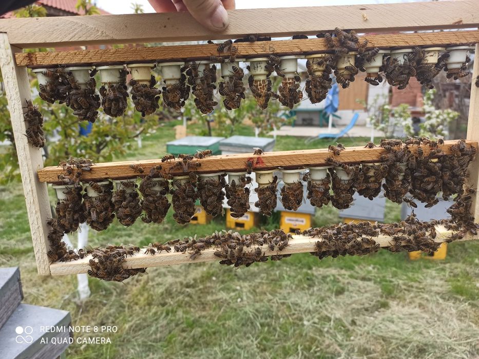 Matci Carpatine-2026-(se emite documente PNS)