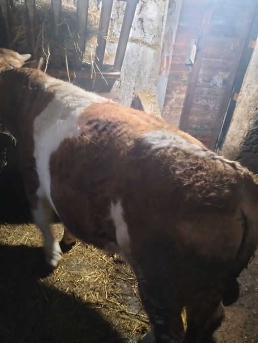 Vițel și vițea de