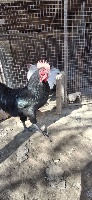 Qora zotdor horoz sotiladi