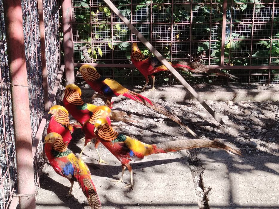 Fazani aurii pe roșu