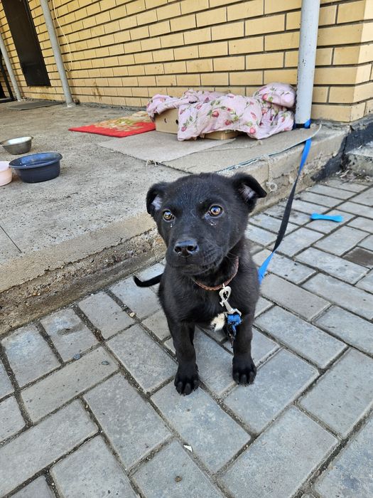 Отдам щенок мальчик