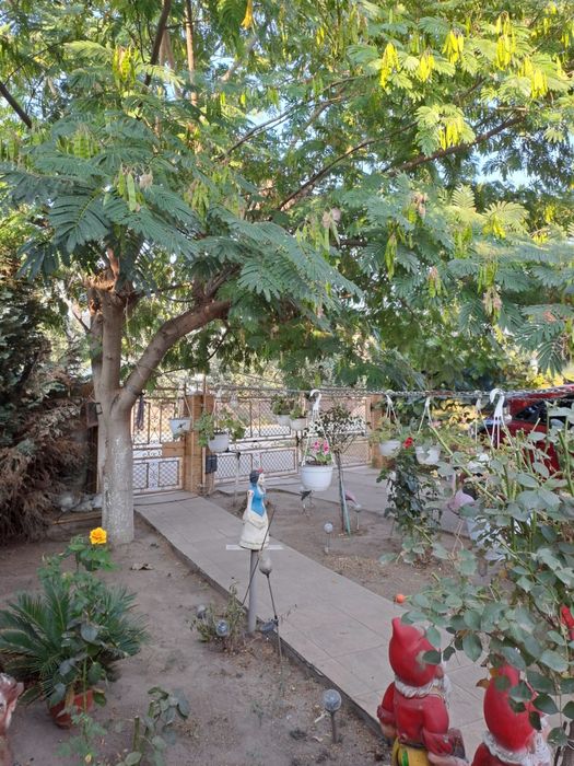 Casa de vis in Bailesti