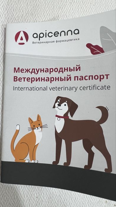 Котенок девочка с паспортом