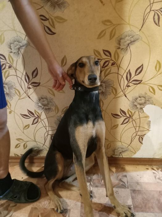 Отдам  собаку  помесь