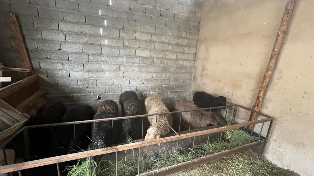 Қошқар. Қошқарлар.