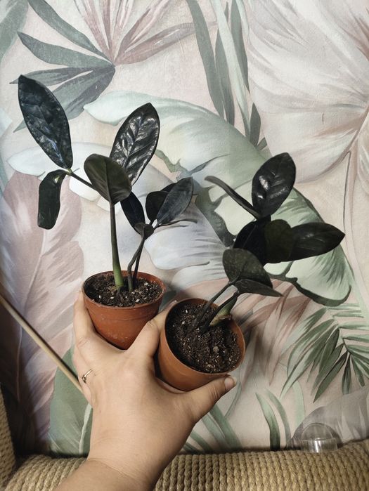 Растения для дома и офиса