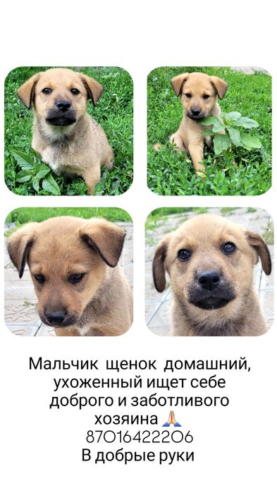 Отдам в добрые руки щенков