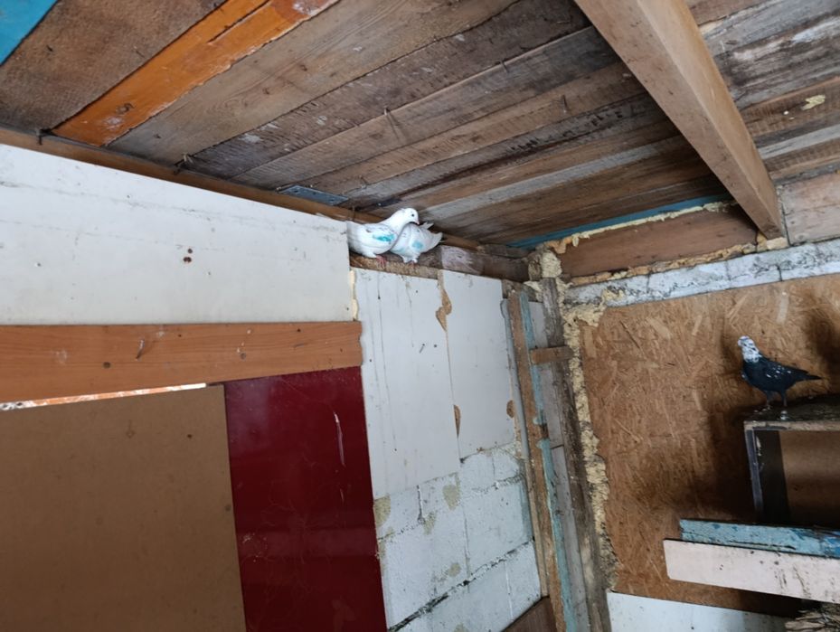 Голуби бакинцы 6 шт