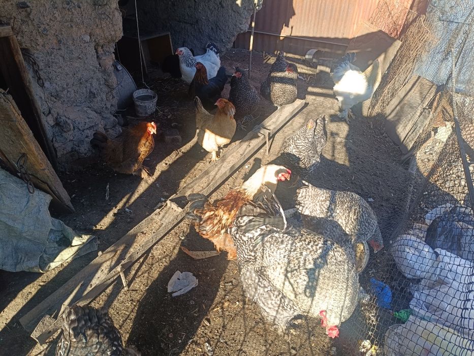 Продам курей и питухей