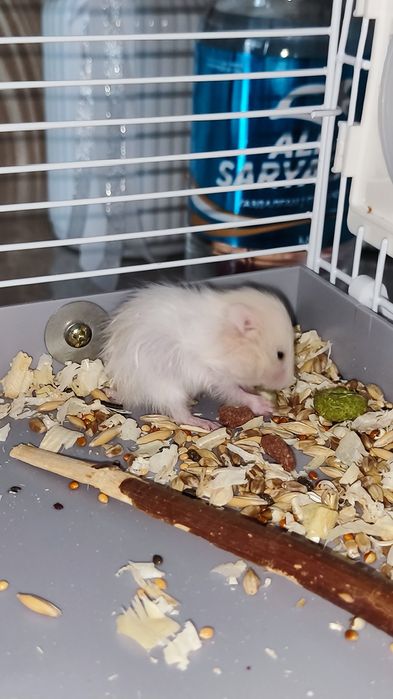 Хомячки сирийские