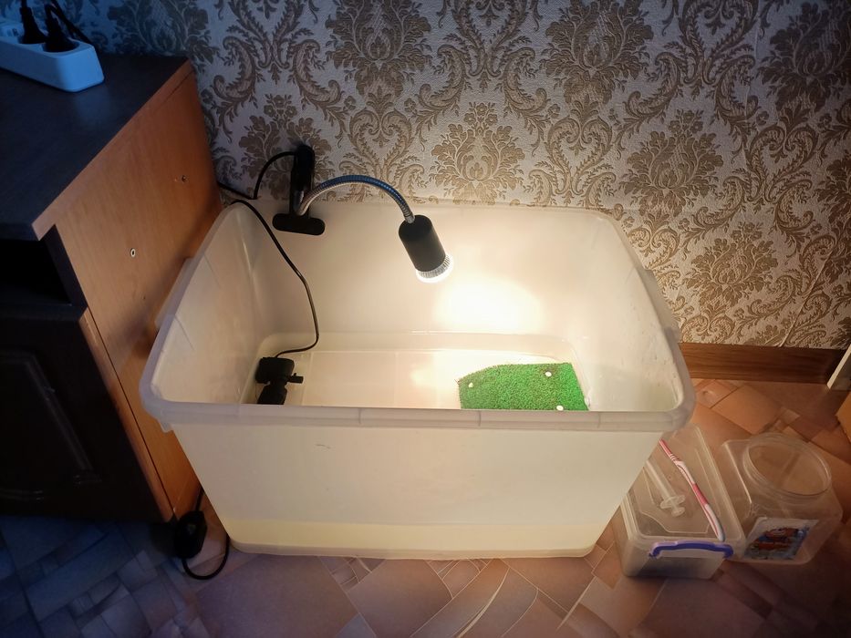 Черепаха красноухая с террариумом