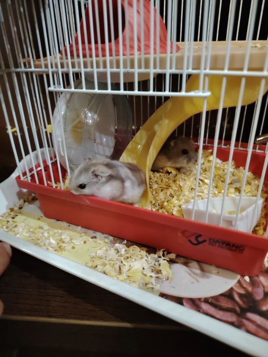 Продам хомяки ! Мальчик + девочка