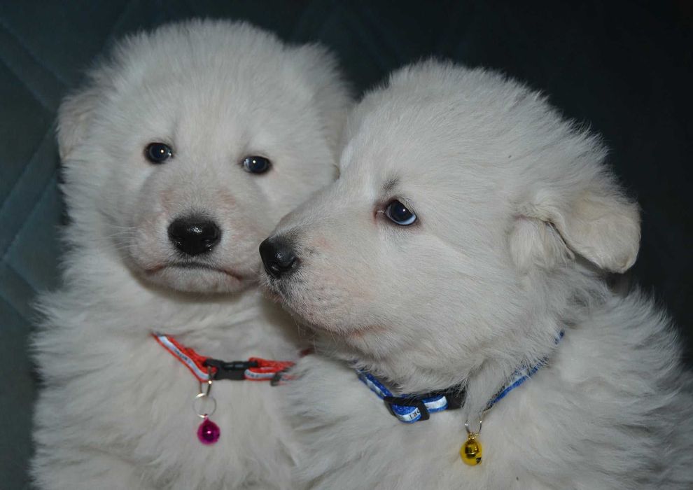 Продават се малки кученца от породата Бяло швейцарско овчарско куче